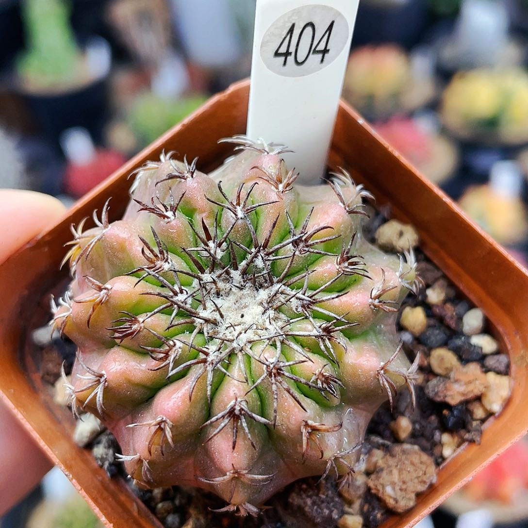 非偏远地区满25包邮仙人球