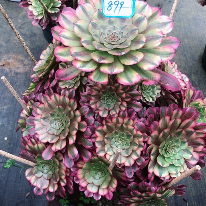 899祝融多肉法师