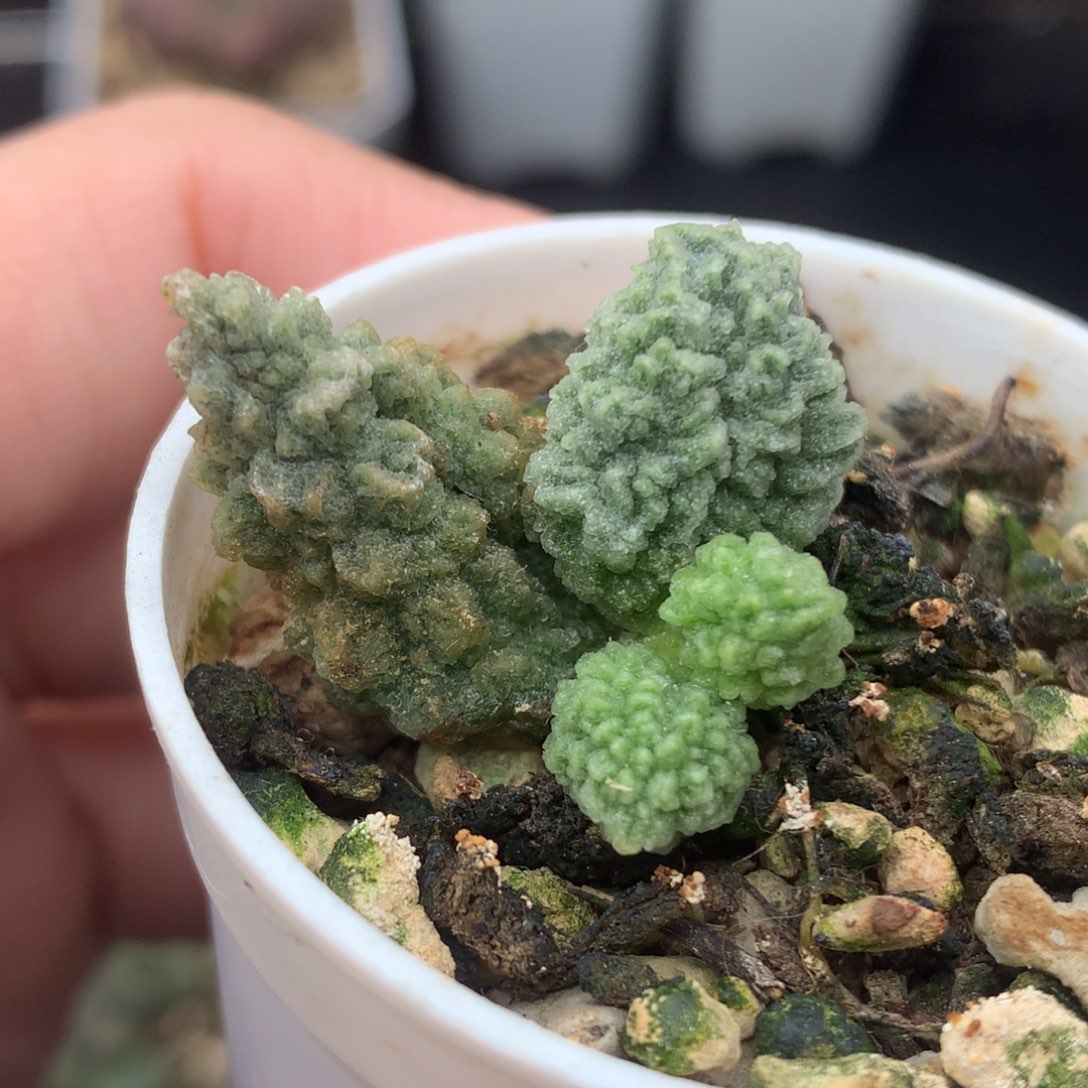 美系绿幽灵一物一拍