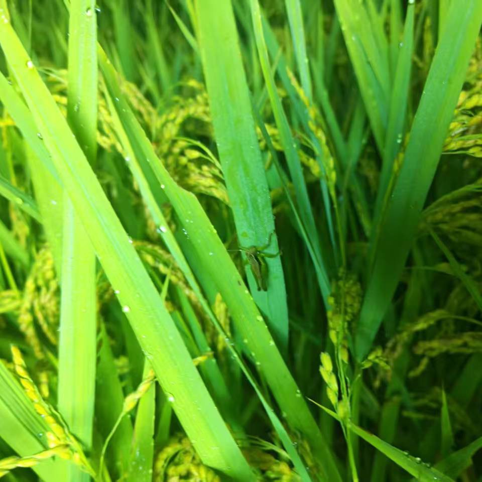 家居居家装饰品摆件