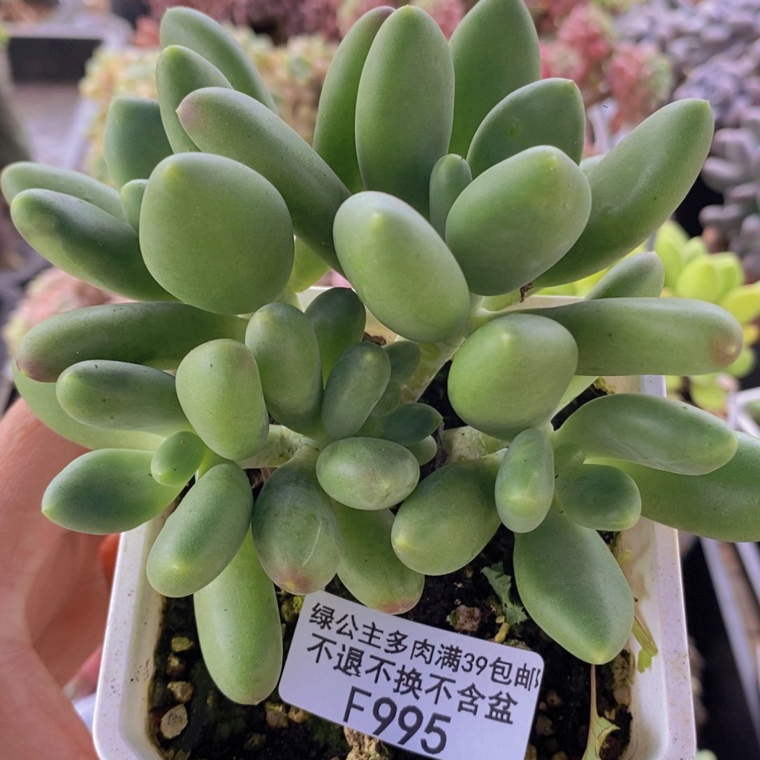 芒果奶金蝉9cm995多肉植物