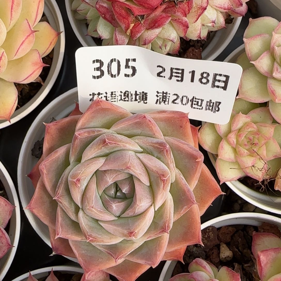 花语逸境0218-305