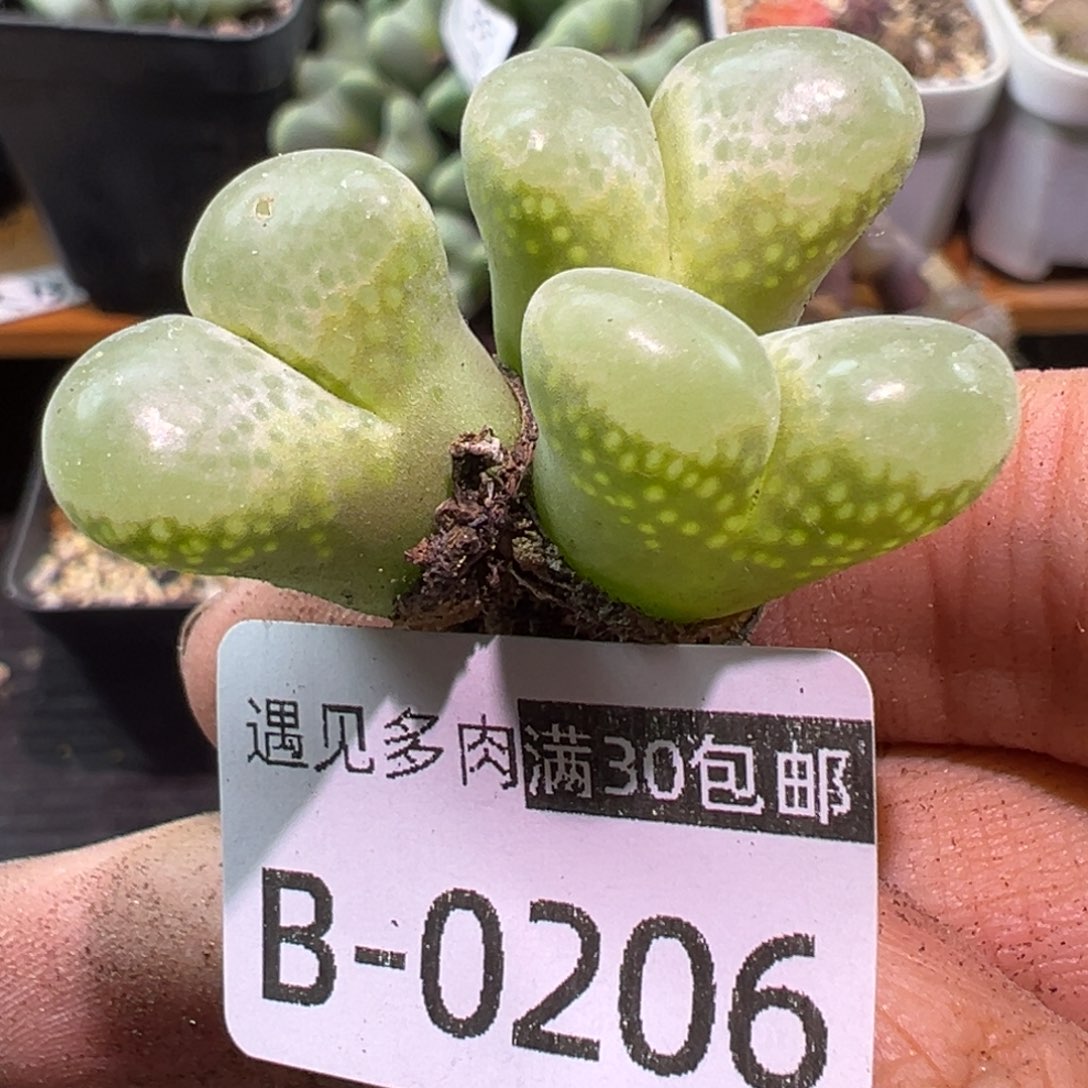 多肉植物111111111111