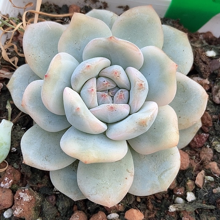 多肉植物梦露锦913