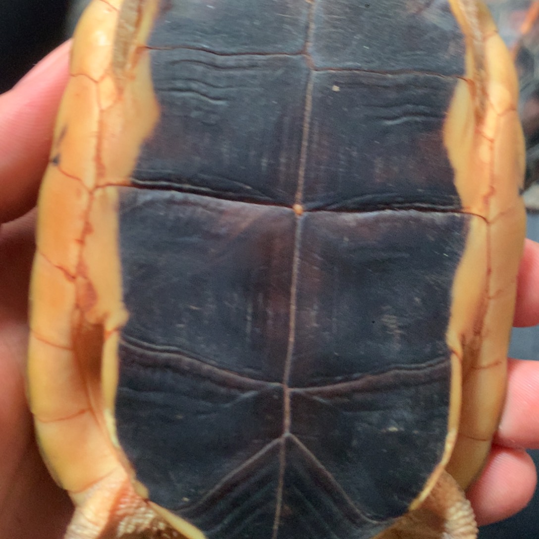 宠物龟公母搭配宠物龟