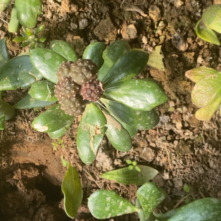 大青叶嫁接大型足球一颗小群