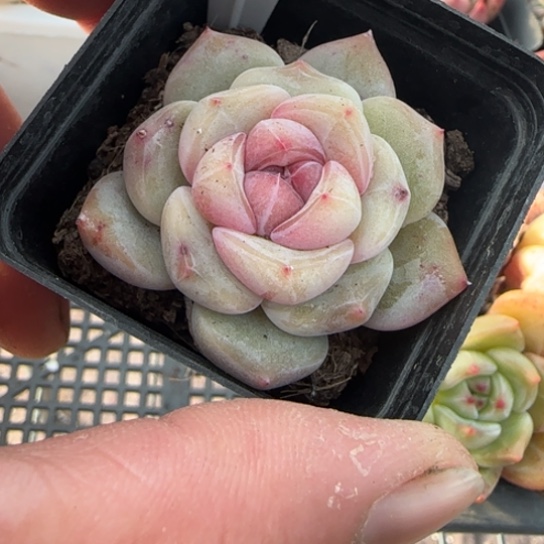 64新品一物一拍多肉