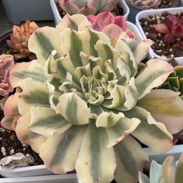 海啸锦大头盖一颗价格