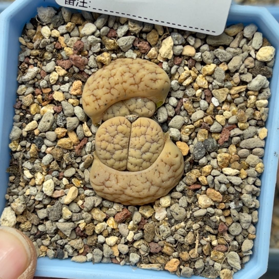°***6700双头荒1专拍的