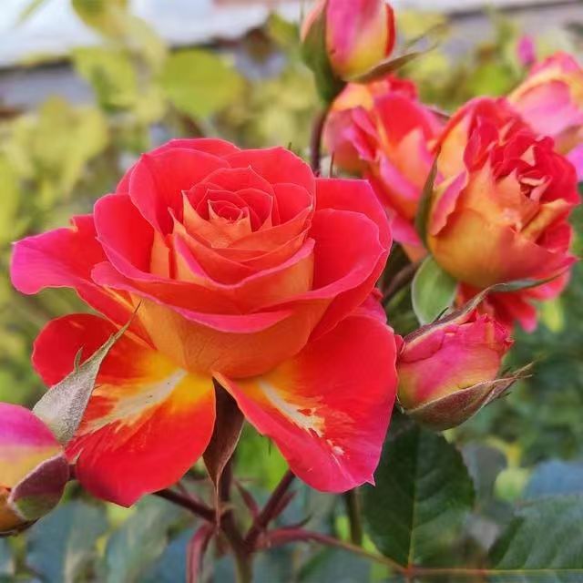 A【二乔】月季阳台庭院盆栽花卉 多季节重复开花 好养