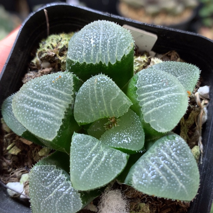 Gm291克带盆土发货