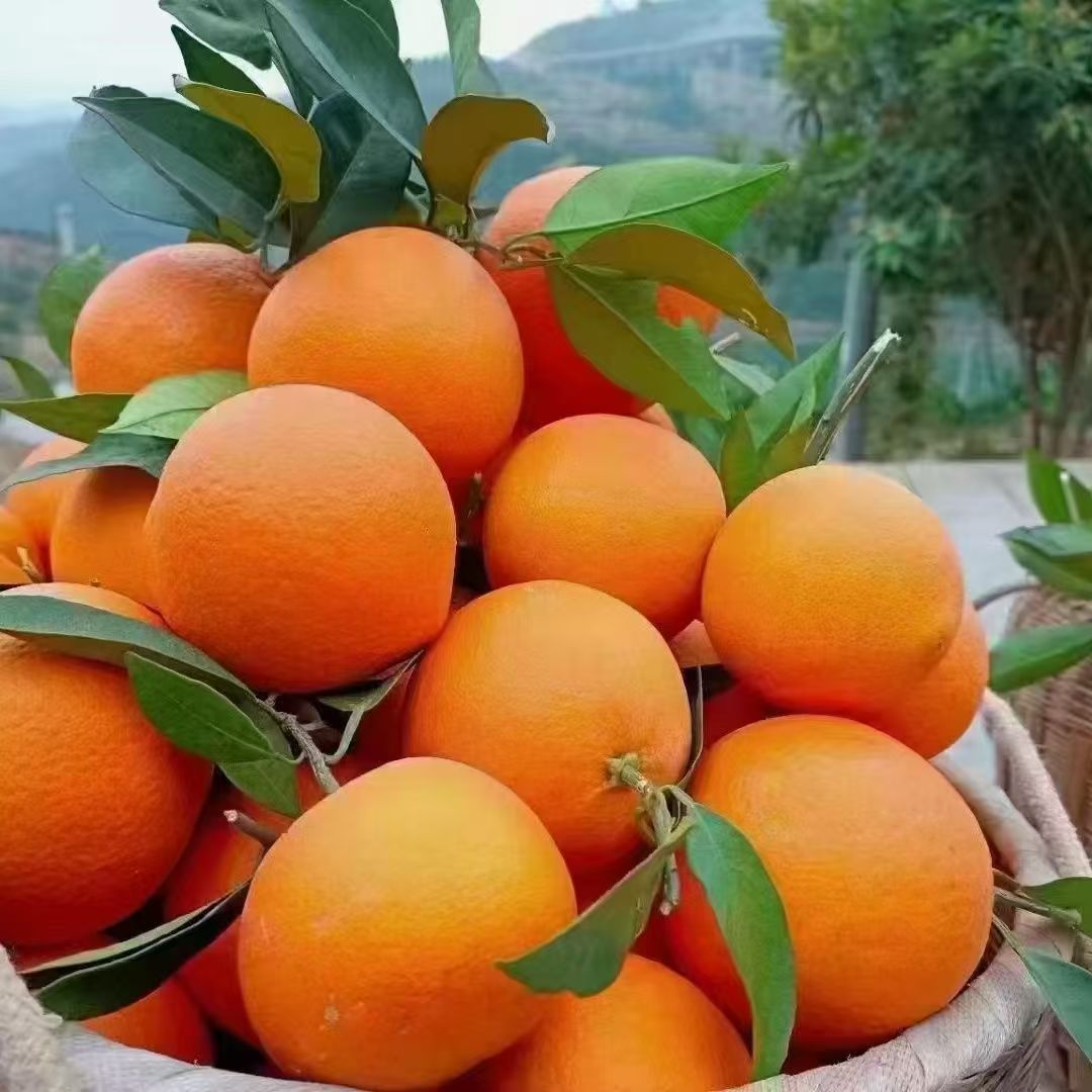 奉节脐橙长江边橙子新鲜手剥应季孕妇水果纽荷尔福本现摘现发