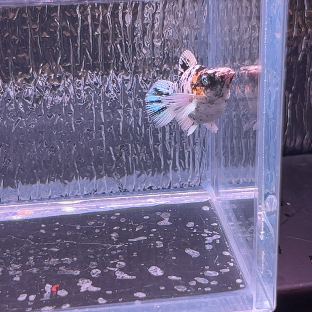 孔雀鱼玛丽鱼一条