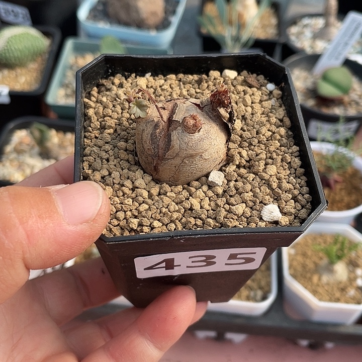 米***琪435产地435肾叶杨葵