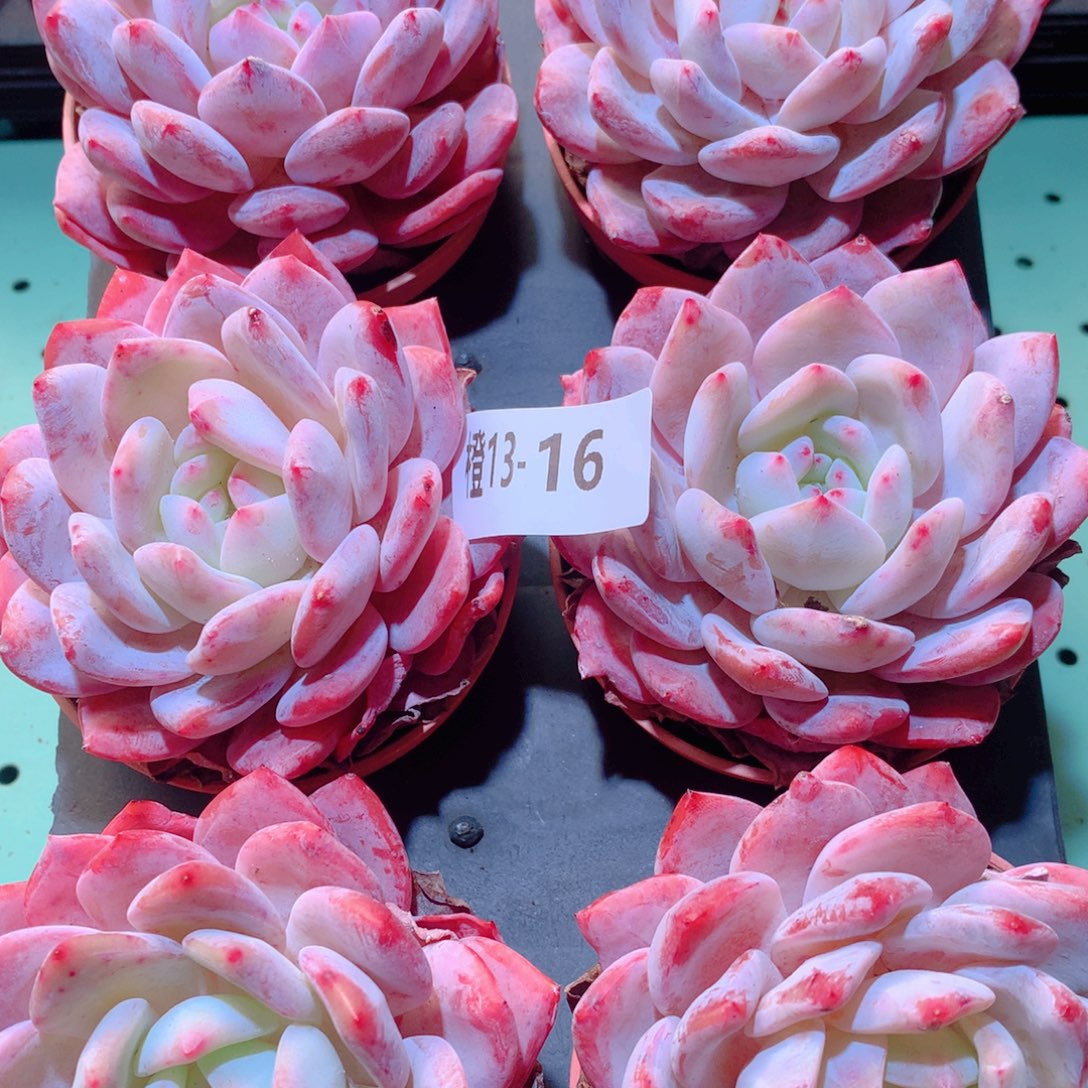 13-16一物一拍多肉带盆6颗