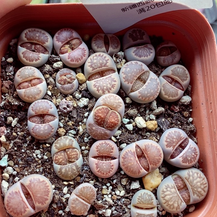 我是一只小小鸟地域鬼的人663