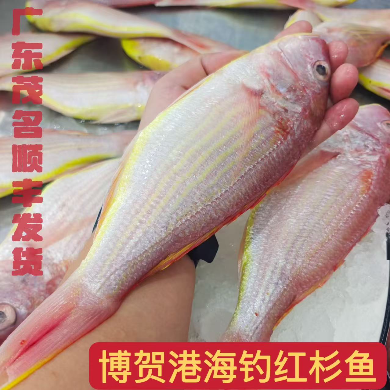 2-3条/斤 野生海钓红杉鱼5斤 速冻锁鲜 广东茂名博贺港顺丰发货