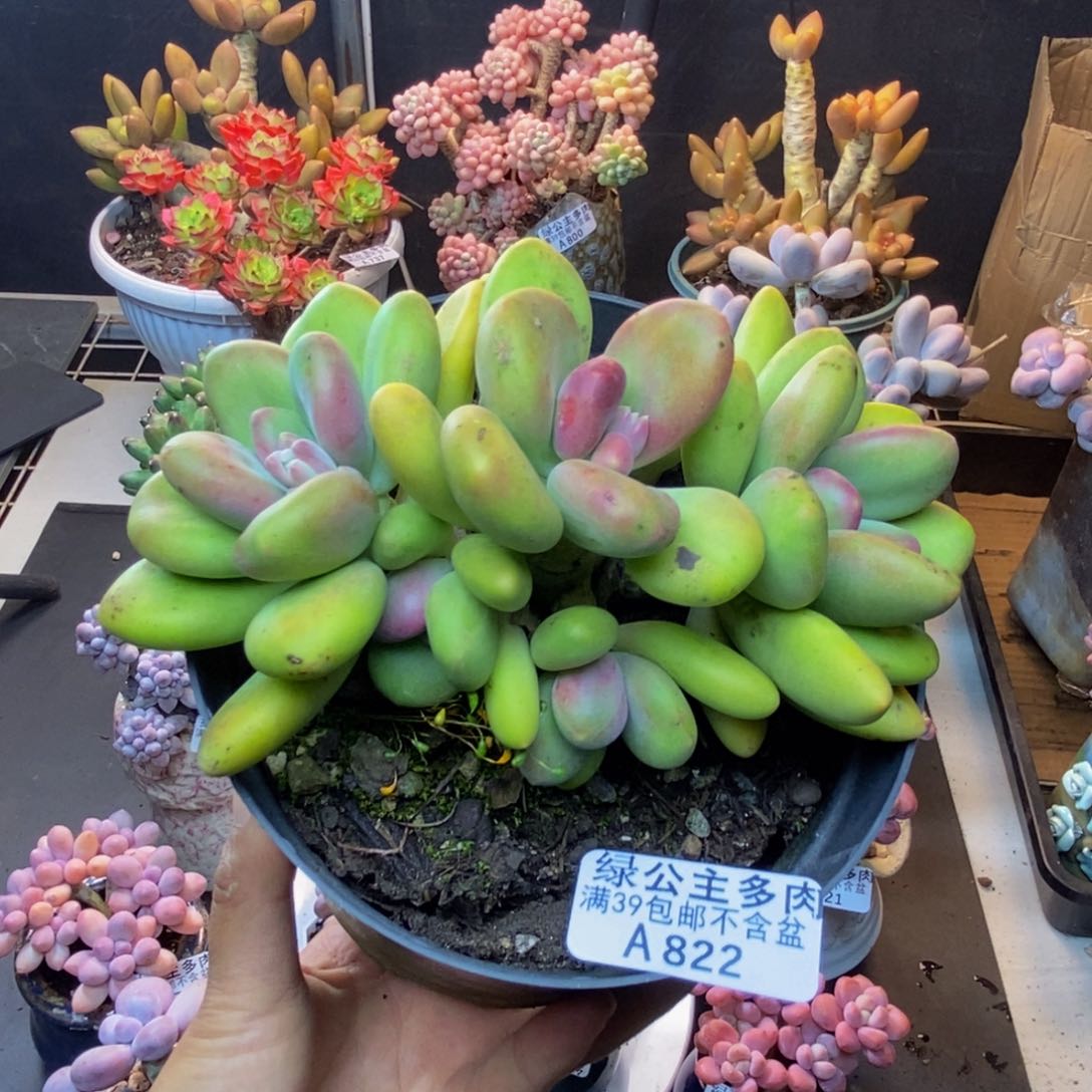 822芒果奶多肉11c m