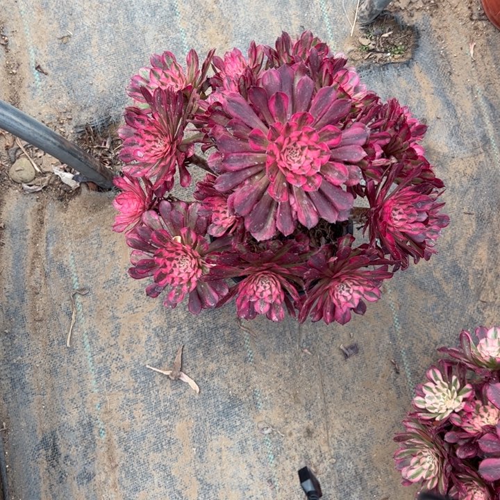 5红铜壶白多肉多肉多肉