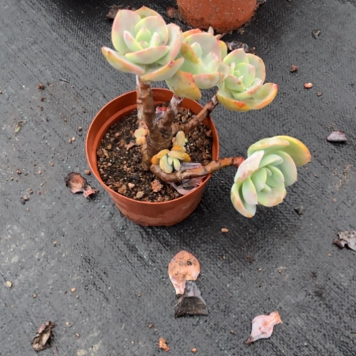 【闪购商品】S****5白凤