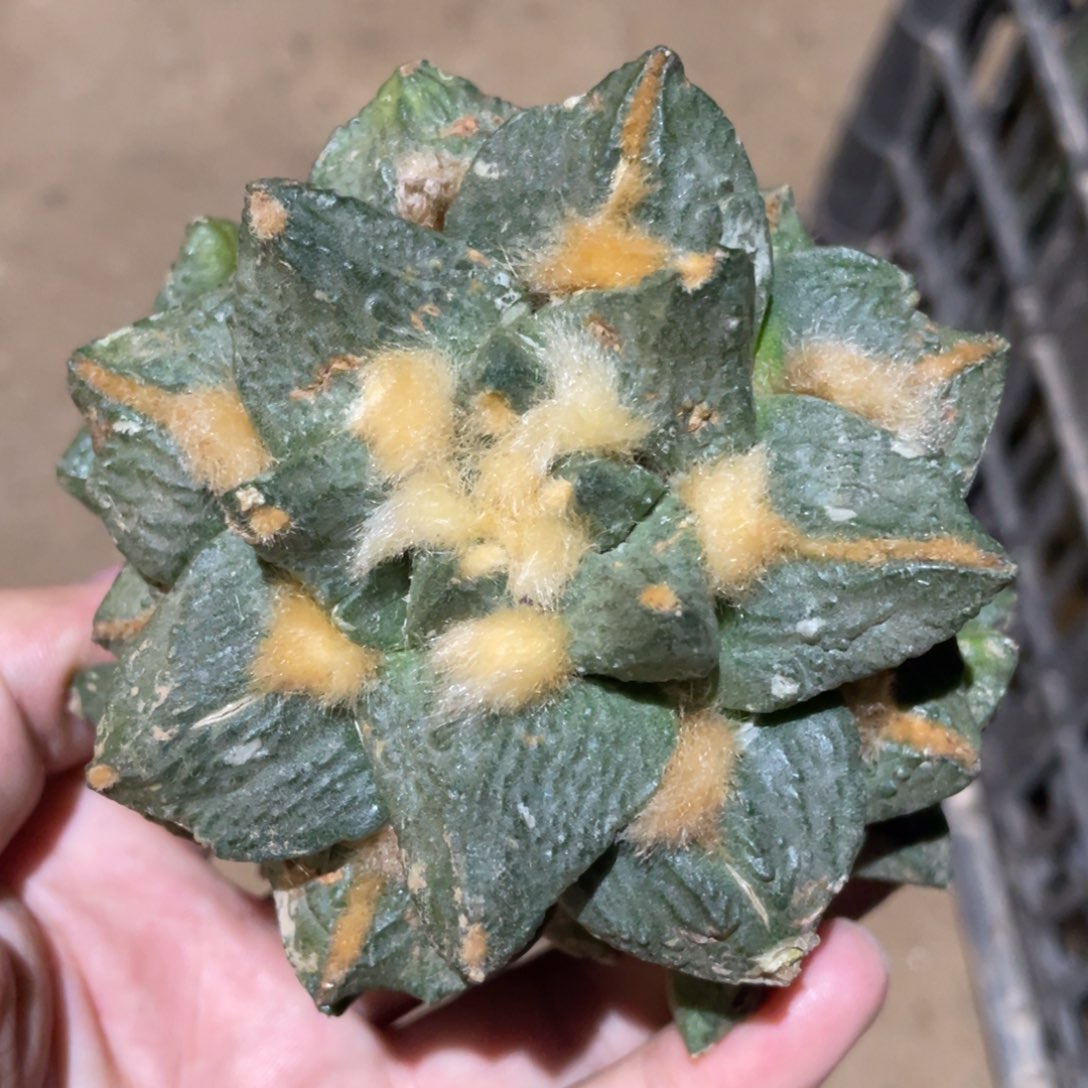 龟甲杂怒 855 仙人球