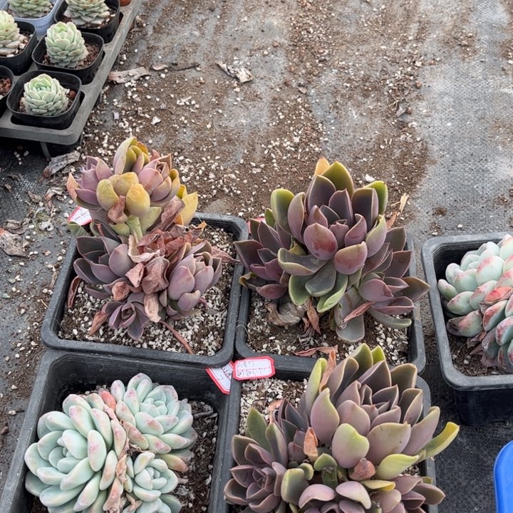 酸*?琼斯三颗冰玉一颗