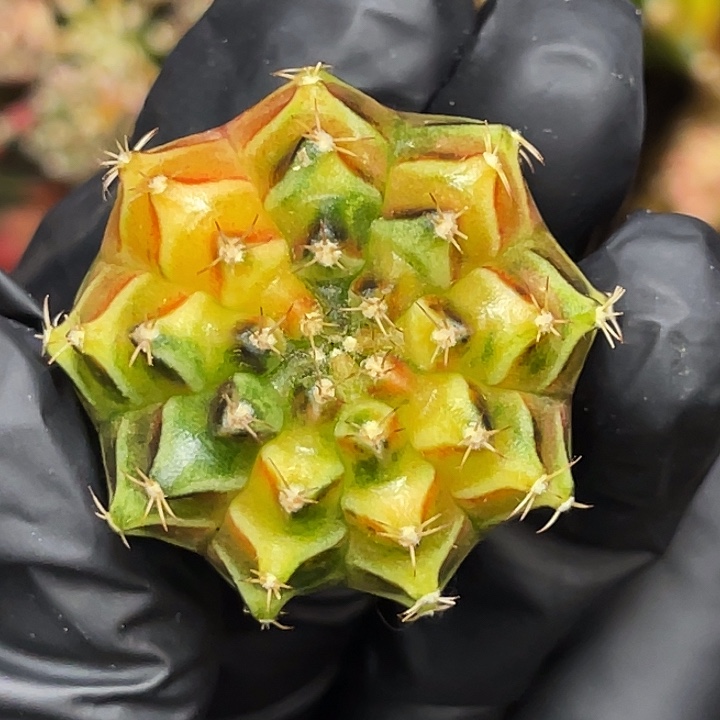 乌贼基因 金黄色 一物一拍 