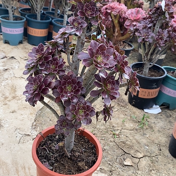 云***燕黑法45多肉植物法师法师