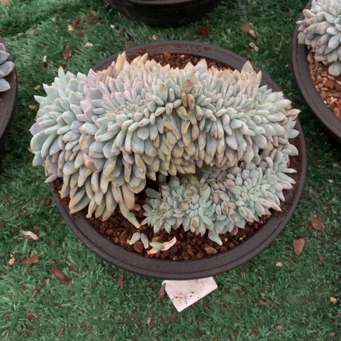 297橙子缀化多肉植物