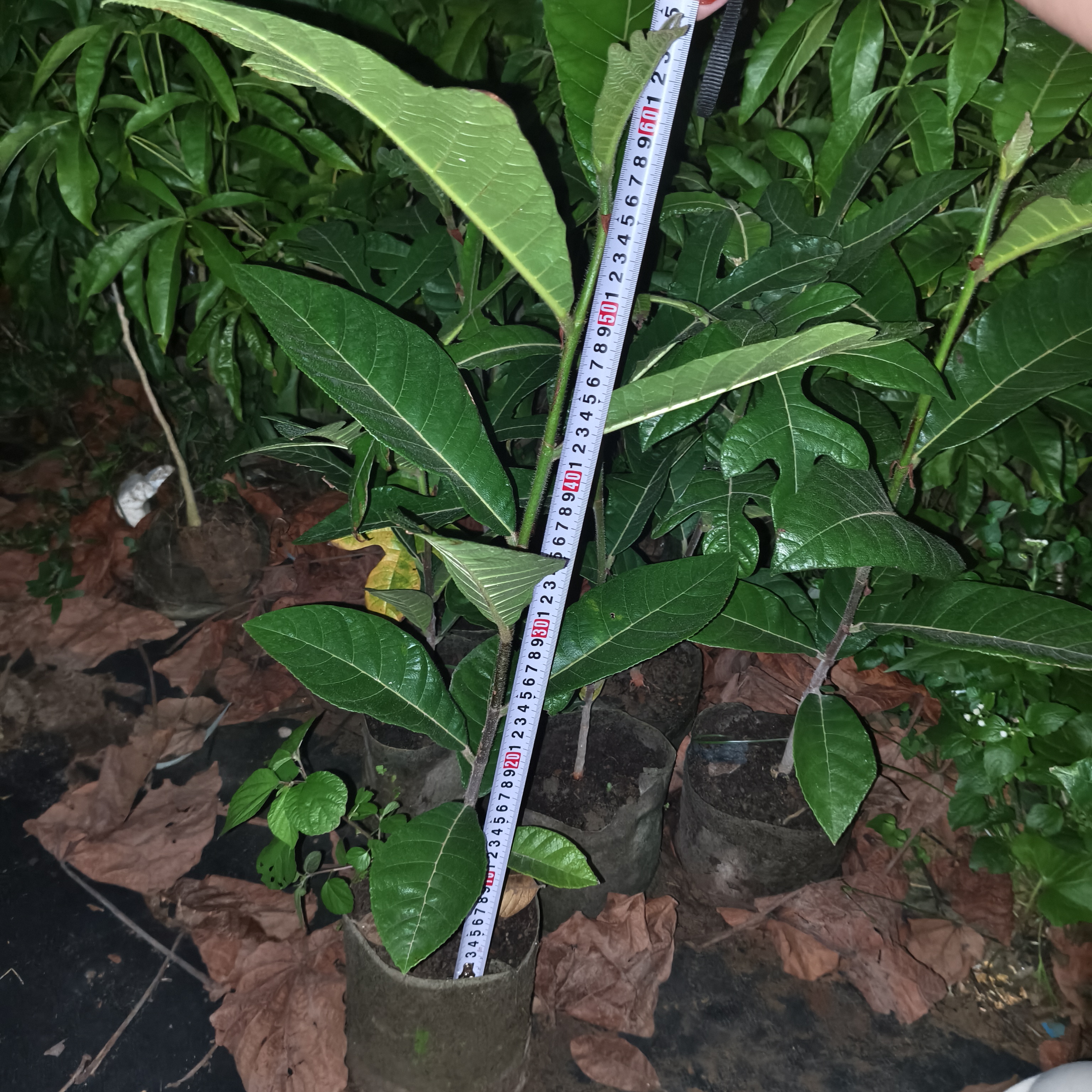 艾尼杲苗绿植盆栽