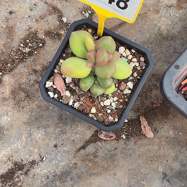 多肉植物芒果奶948