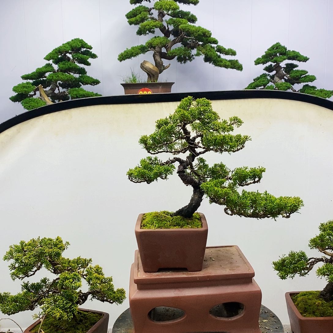 【闪购商品】无花朵孤**人