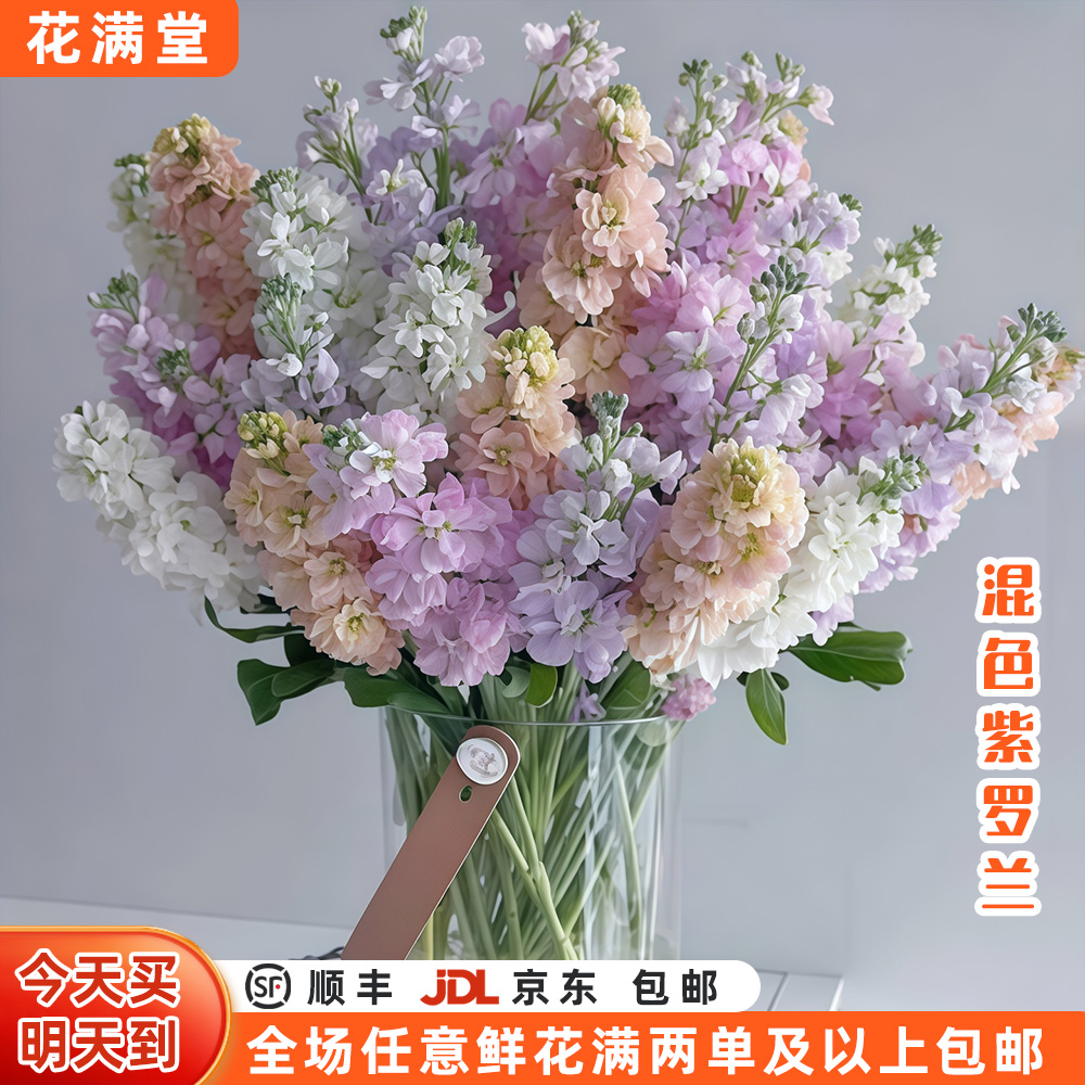 抢【次日达·混色紫罗兰】紫罗兰随机五支混色·生活鲜花·全场两单顺丰包邮·基地直发·批发·鲜切花次日达