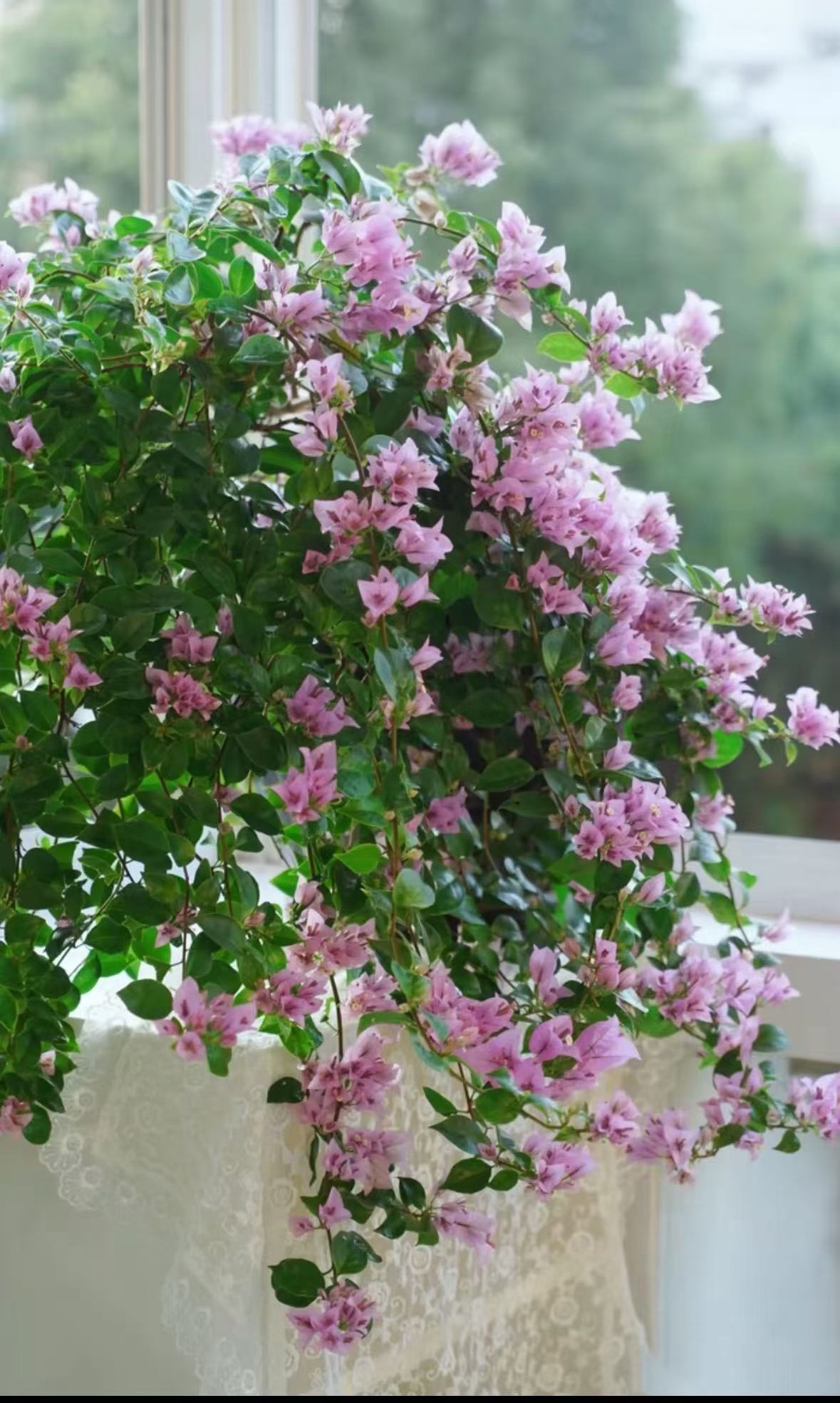 精品三角梅【粉星星】一物一拍，室内外赏花，阳台庭院爬藤爬墙，勤花