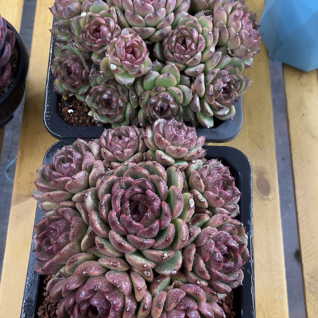 遇***爱1红玫瑰 多肉。    