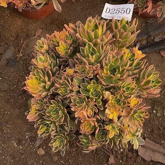 2550甜茶多肉微瑕疵处理