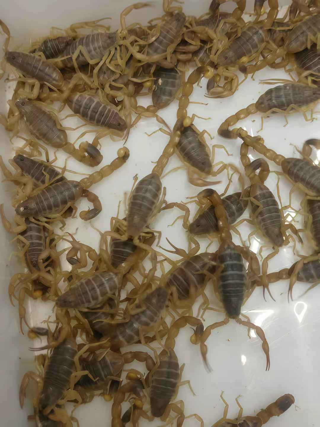 六龄山东本地蝎子一斤