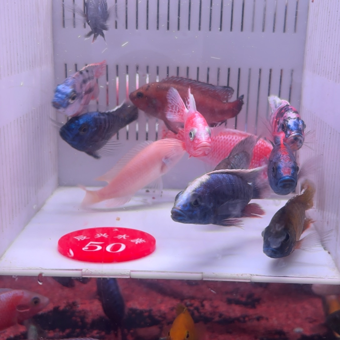 慈鲷鱼直播50号12条其中备损2条
