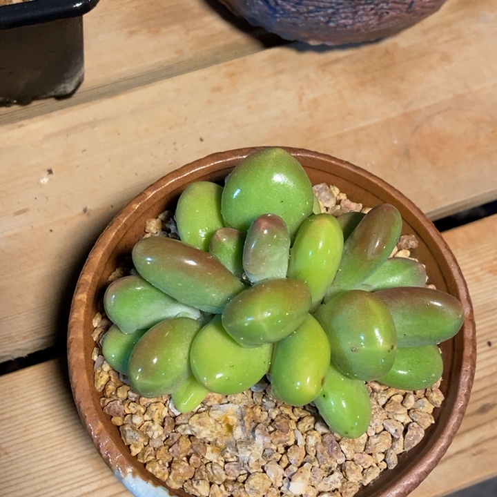 正版芒果奶多肉植物