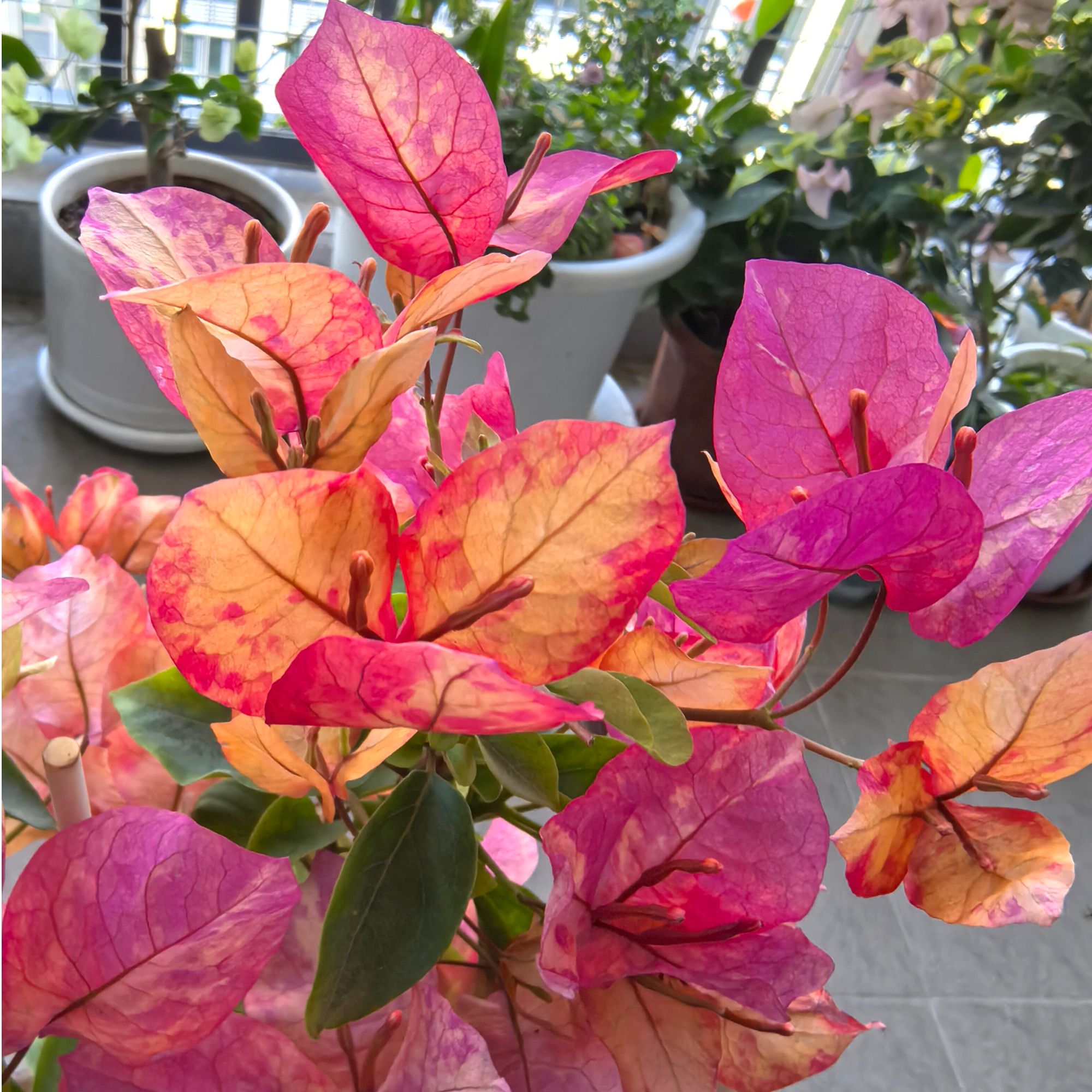 阿朱娜 三角梅 色彩魔法转色花稀有品种好养易活四季开花原生袋苗