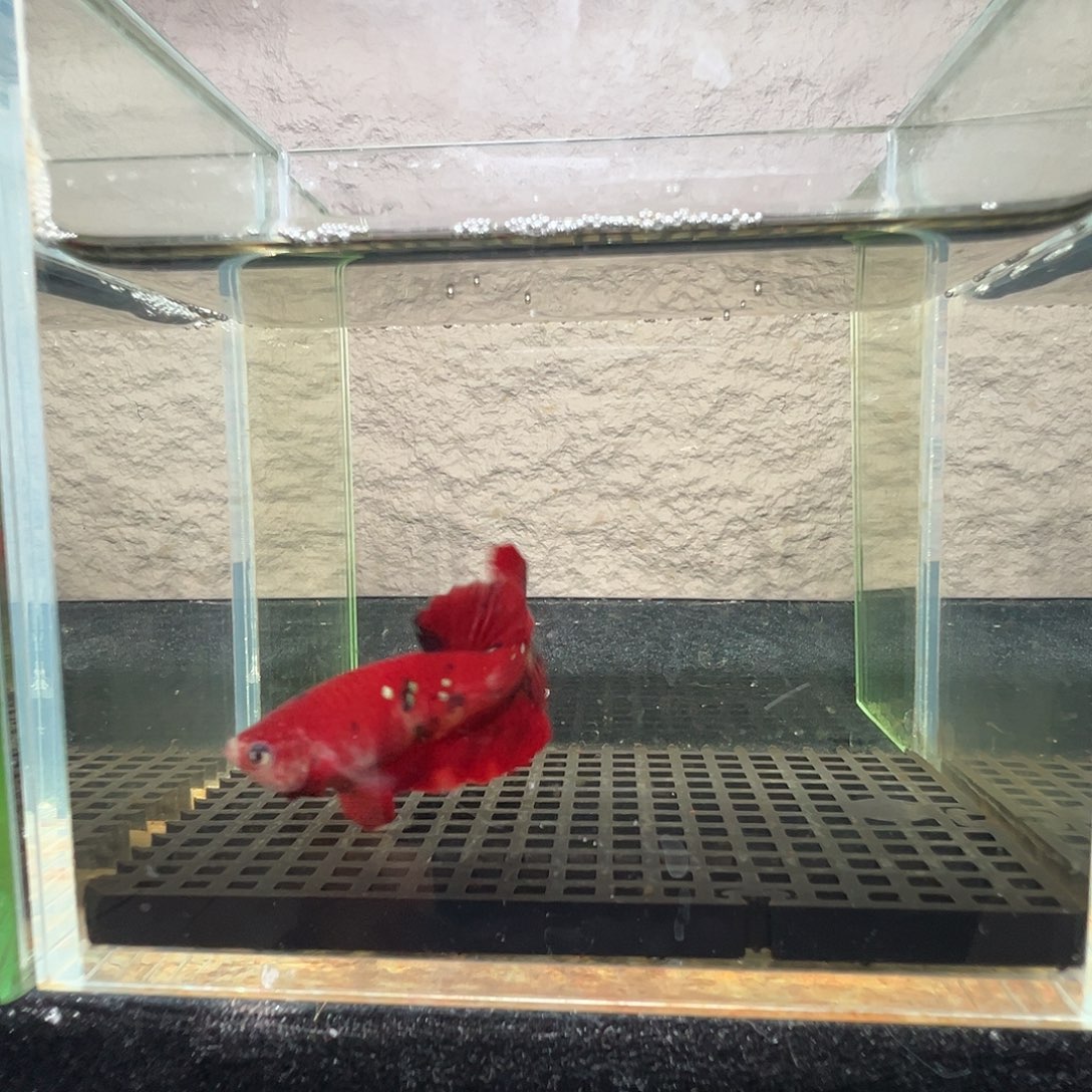 斗鱼阿浩泰斗24日1