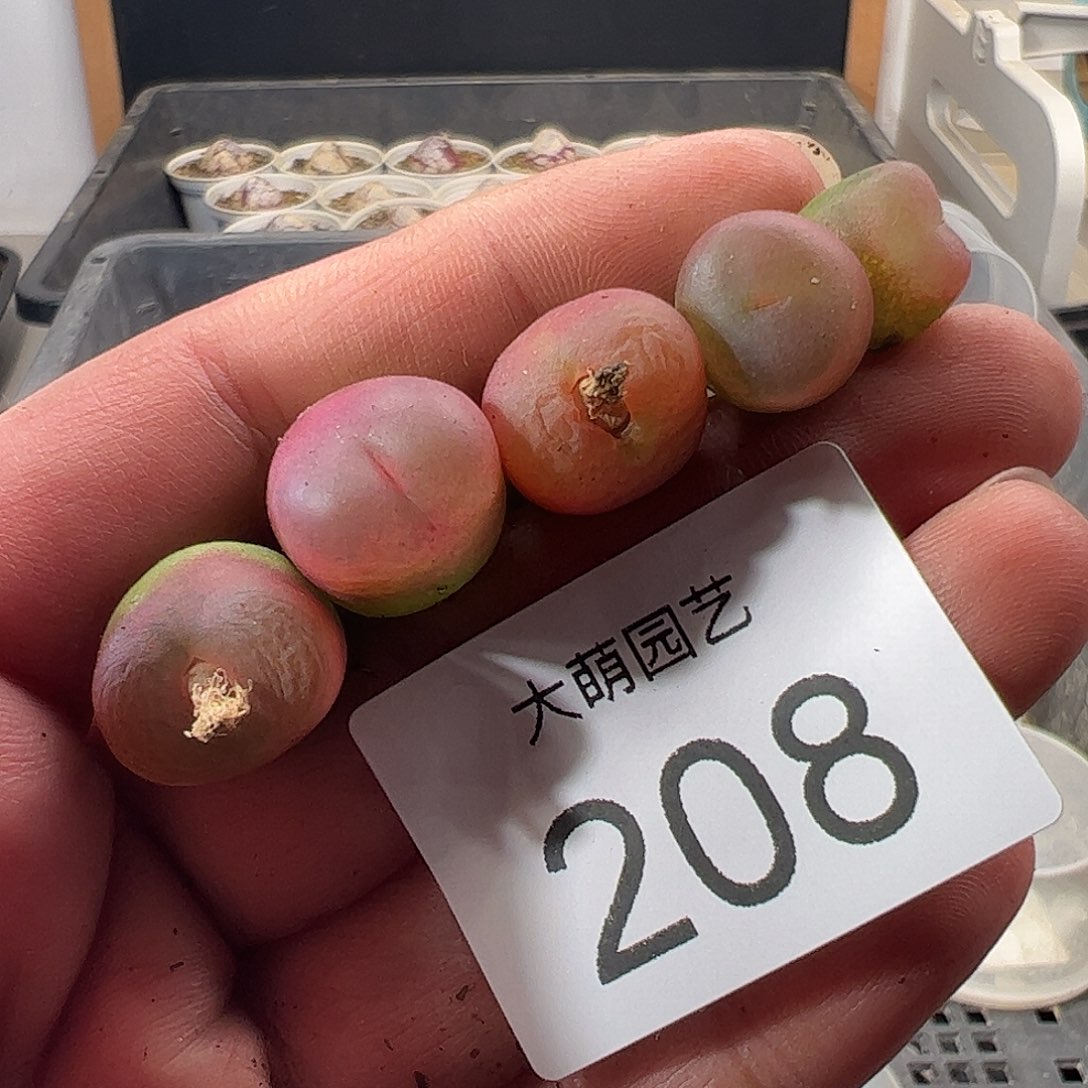 一物一拍。      208