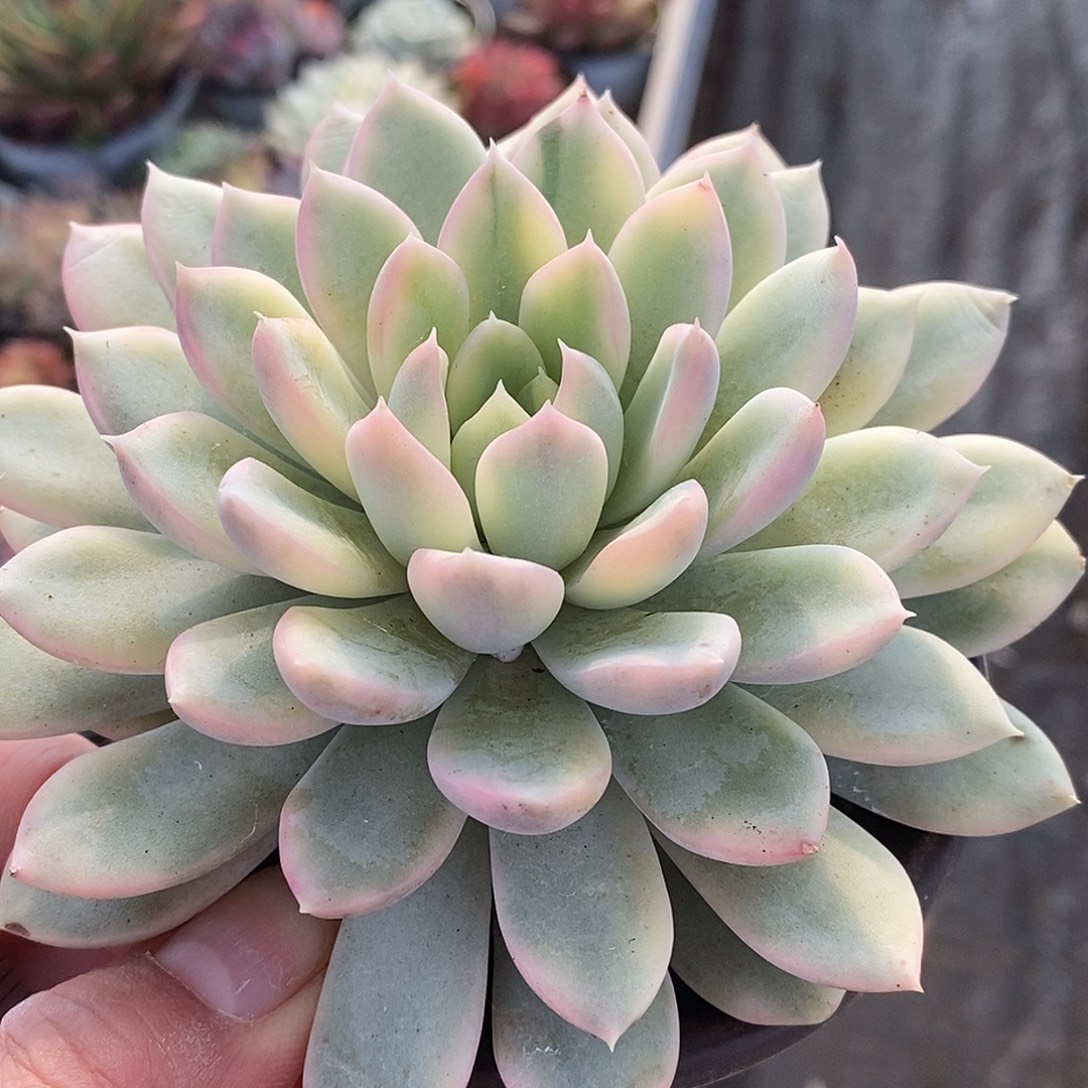 618哈哈哈哈哈哈哈哈