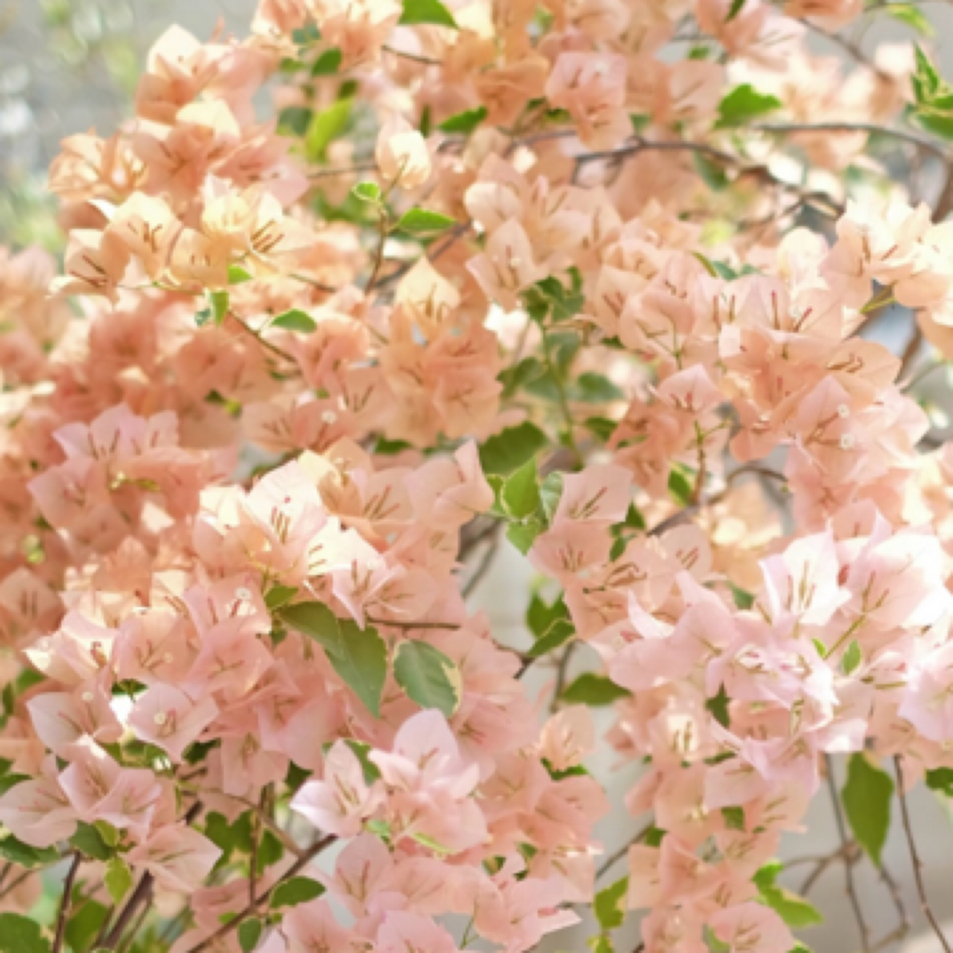 盆苗0.5加仑盆【金边马斯】勤花热门品种三角梅