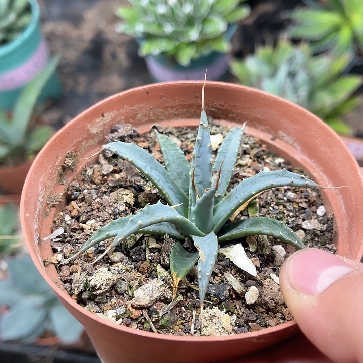 曲刺妖炎龙舌兰系列