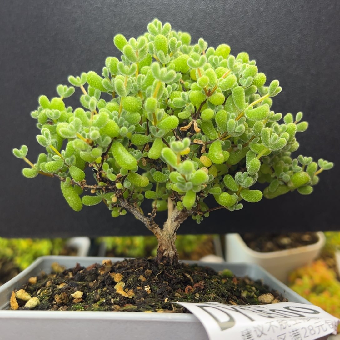 dy3500直杆双叉翡翠冠幅10cm
