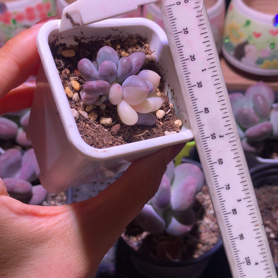 奶酪锦 小书肉奶酪多肉 