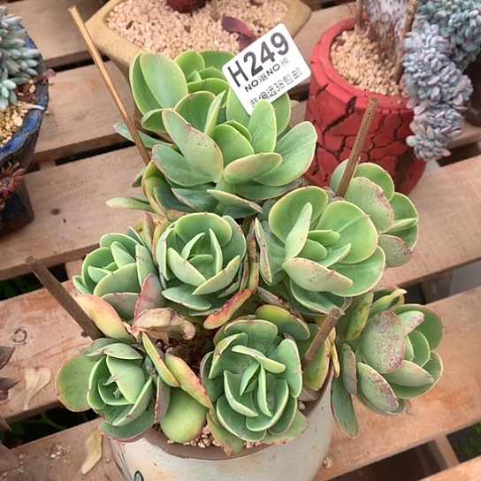 鸡蛋碧桃朵朵249 亏本处理退款拉黑7-8天发货