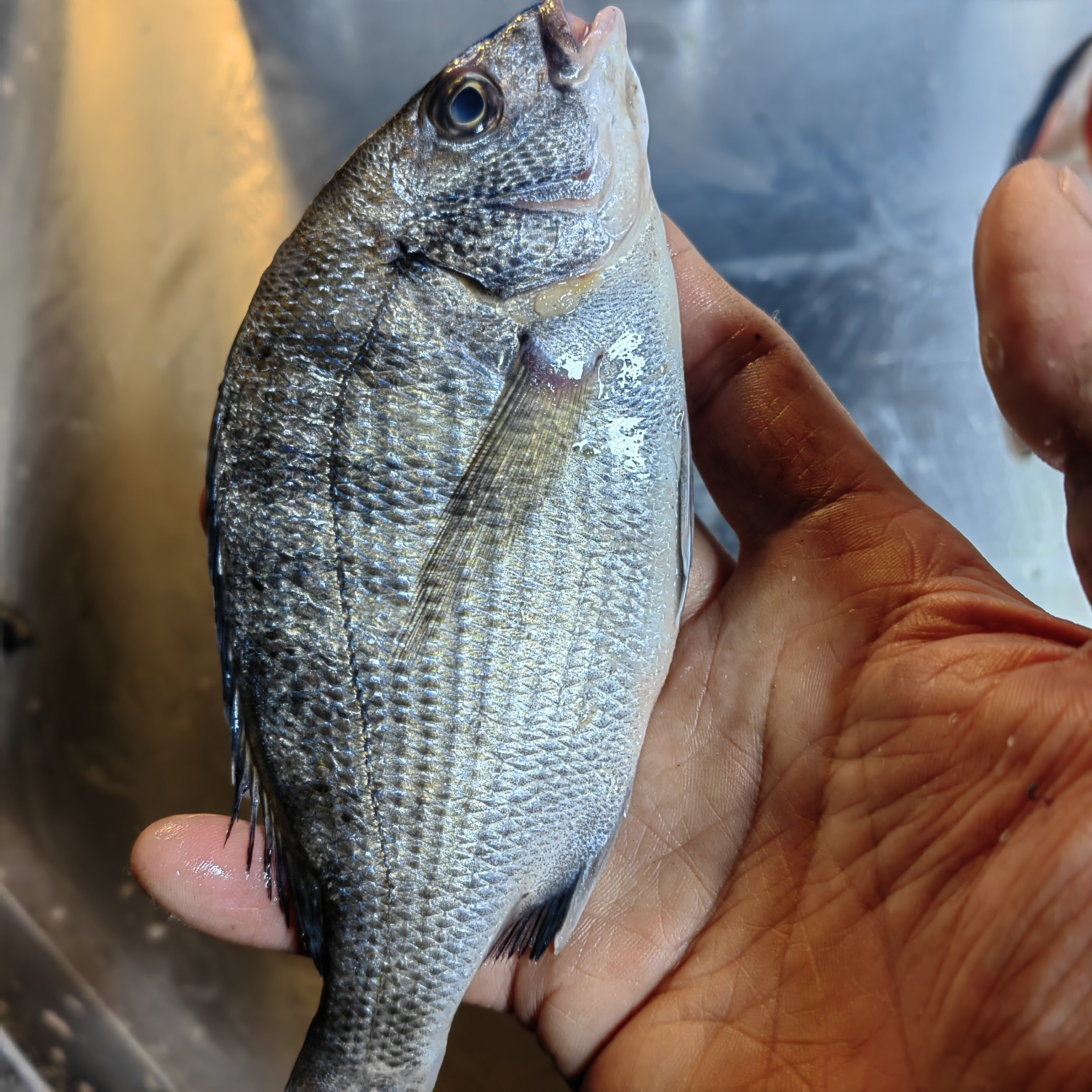 大连野生海捕海富鱼顺丰快递四斤包邮到家