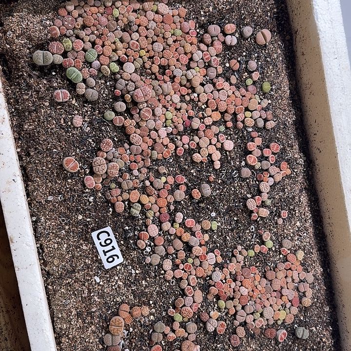 生916石花整框脱土发货不售后